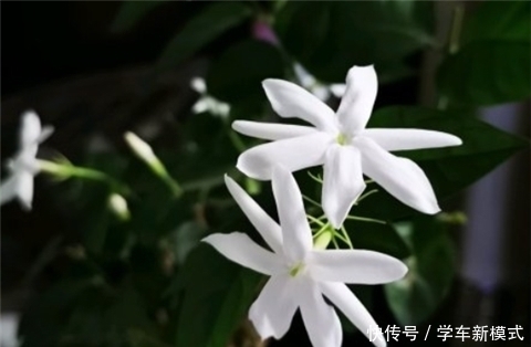 花朵|养5种花,夏天不怕热,花朵蹭蹭开,好看又好养