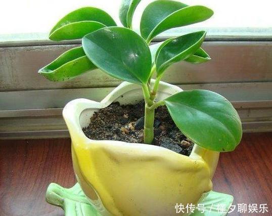 虎尾兰|养这8种植物根本不用买,随便摘下一片叶子,插在土里就能活