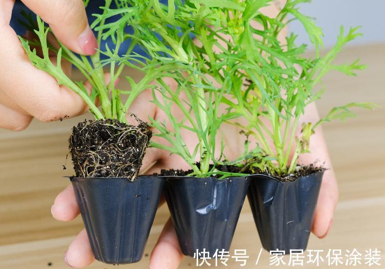 7种花养老桩不好，多扦插、养嫩苗，才能年年开花