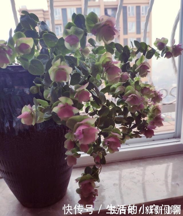栽培|此新型“网红”盆栽,花叶俱美,香气四溢,种植容易,很值得栽培!