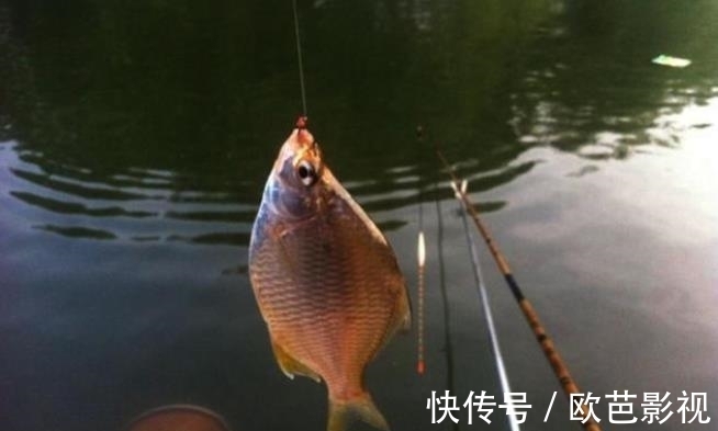 饵料|草鱼独特新钓法,很多人没试过,上鱼太快,钓1次就忘不了