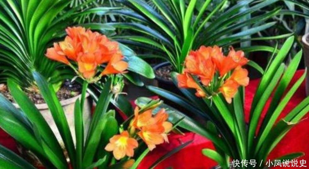 春天养君子兰，2个地方剪一剪，补上1种肥，植株越长越旺