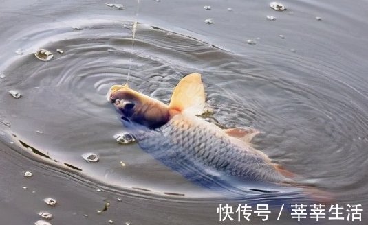 钓位|钓不到大鱼？是你没弄明白这几点钓大鱼的要素