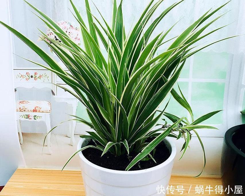 油绿|想让吊兰爆盆?容易!这么养护,叶子油绿养眼,年年疯长不停