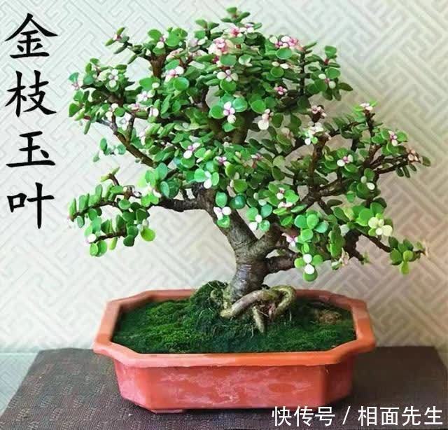 修剪|春天养金枝玉叶，做好这几件事，叶子绿油油的，越养越值钱