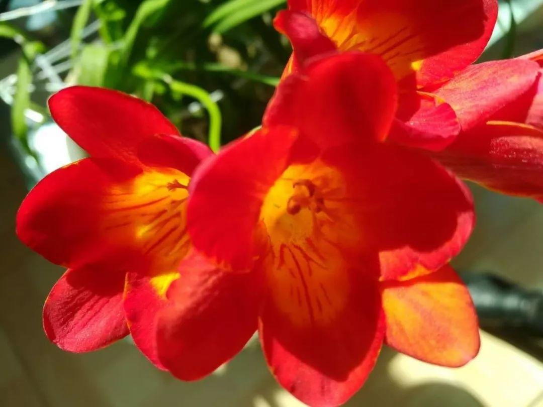 香雪兰养护简单，学会这几招，开花又香又美