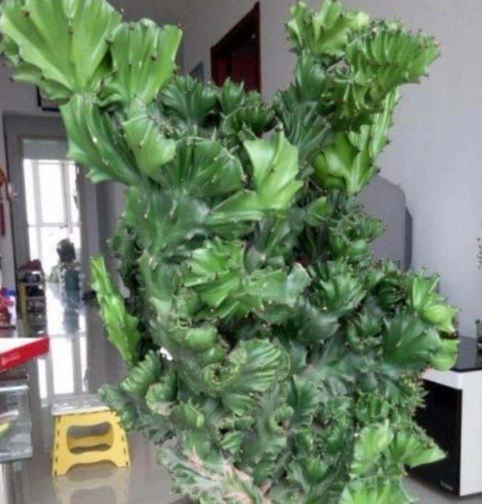 有机肥|1种植物叫“玉麒麟”，株型奇特，美观大方，养在家里还能招财