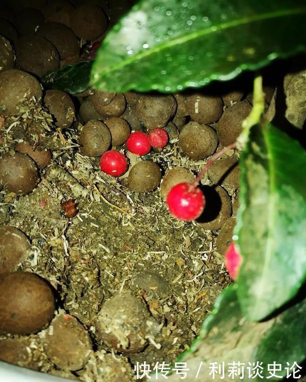 红彤彤的年宵花,吉利的大盆栽,一招做不对,稀里哗啦黄叶子