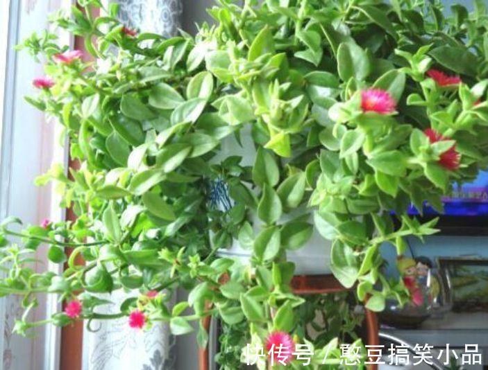 4种花好养易活,旺财又养人,叶子漂亮,还能开花,懒人最适合!