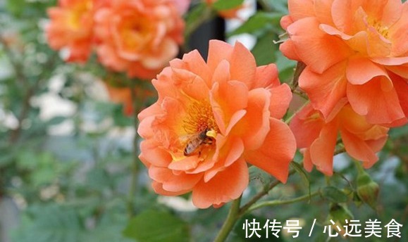花簇|想轻松爆盆就养这款花,花开满园,颜色艳丽,满满都是香味,完美