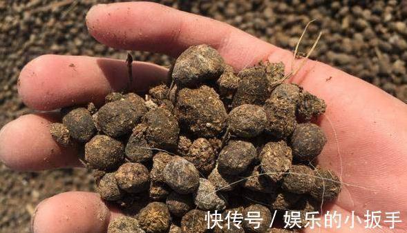 有机肥|家里养2种花,用羊粪最合适,肥效温和持久,关键不伤根