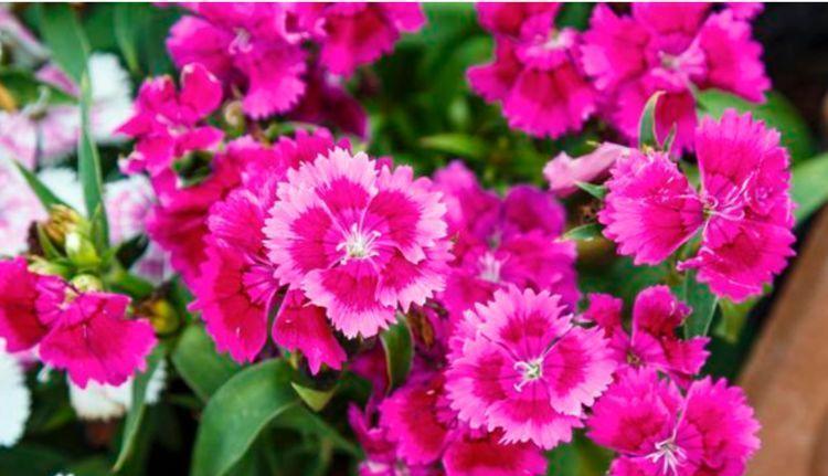 家养此款花卉,开花勤爱爆盆,个个开成大花球,开花一茬接一茬!