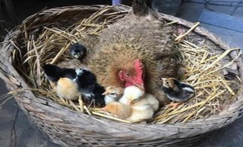 鸡蛋|为什么鸡蛋被人拿走,母鸡从来不生气看完涨知识