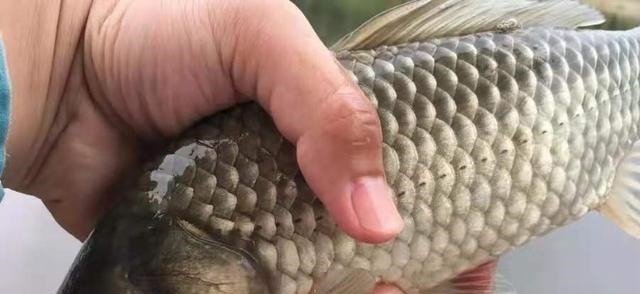 配方|这鲫鱼饵果然够狠,头一次试用过了瘾,莫不信,十人有九人还不知!