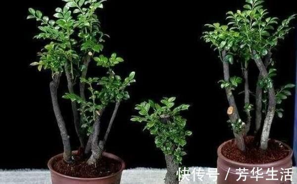 堪称我国最好养的盆景,不仅比牡丹大气,而且美观寓意好