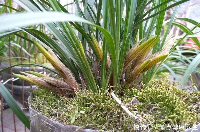 养兰花牢记“2勤、1控制”,即使养在塑料桶里,也能满盆冒花苞!