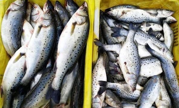 今天才知道，海鲈鱼和淡水鲈鱼差别这么大，选对了才肉嫩味美