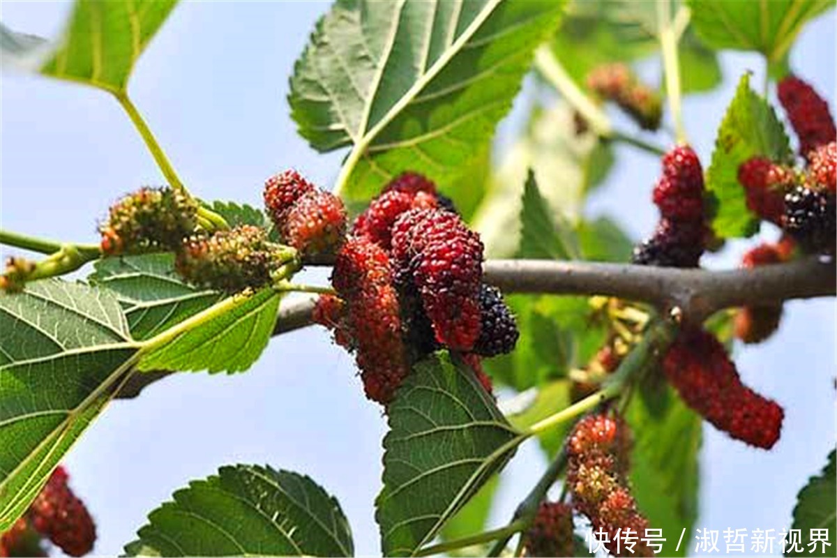 栽桑,后不栽柳,院中不栽鬼拍手,说的啥意思