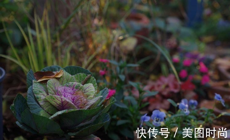 小院|荒废多年的80㎡小院,2年半时间打造成下沉式花园,太漂亮了!