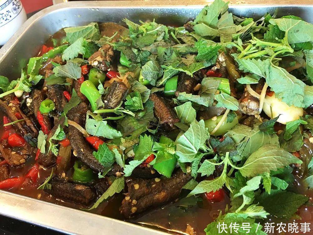 藿香|农村这种野草比香水还香,含一片叶子能除口臭,还是极品高钙菜