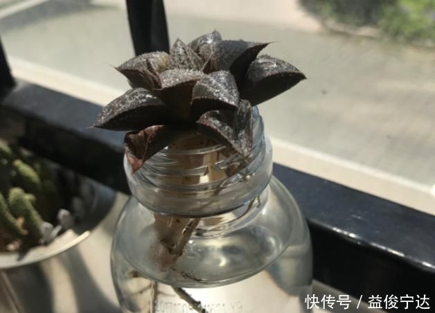 多肉丢水里好度夏,叶子疯狂吸水,几天就变胖了