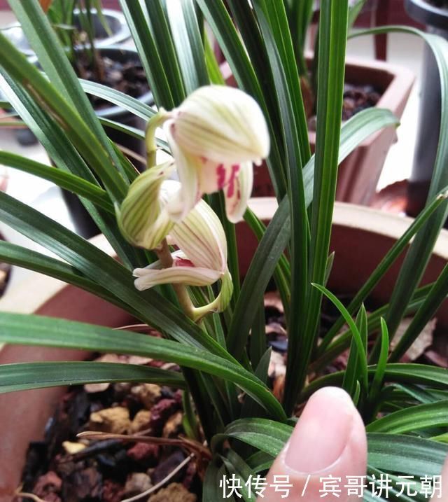 层叠群花|给兰浇水，做好这“三配合”，不烂根不空根，开出层叠群花