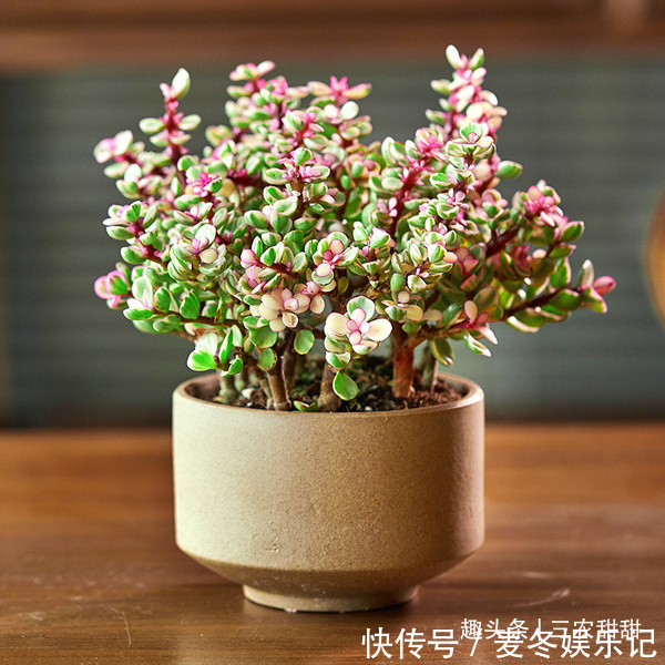 发财树|5种“花”养家中,能招财,能“镇宅”,比绿萝、发财树强多了!