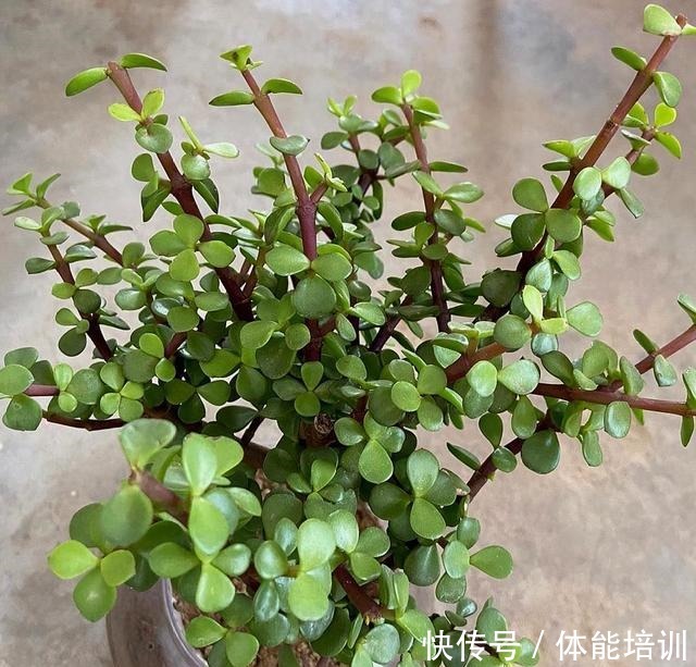 金枝玉叶怎么浇水这些注意事项要牢记，马虎了很容易出现烂根！