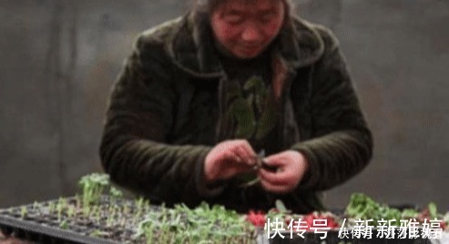 南瓜|世界上有毒的三种蔬菜,个个伤肝,你却经常端上桌!