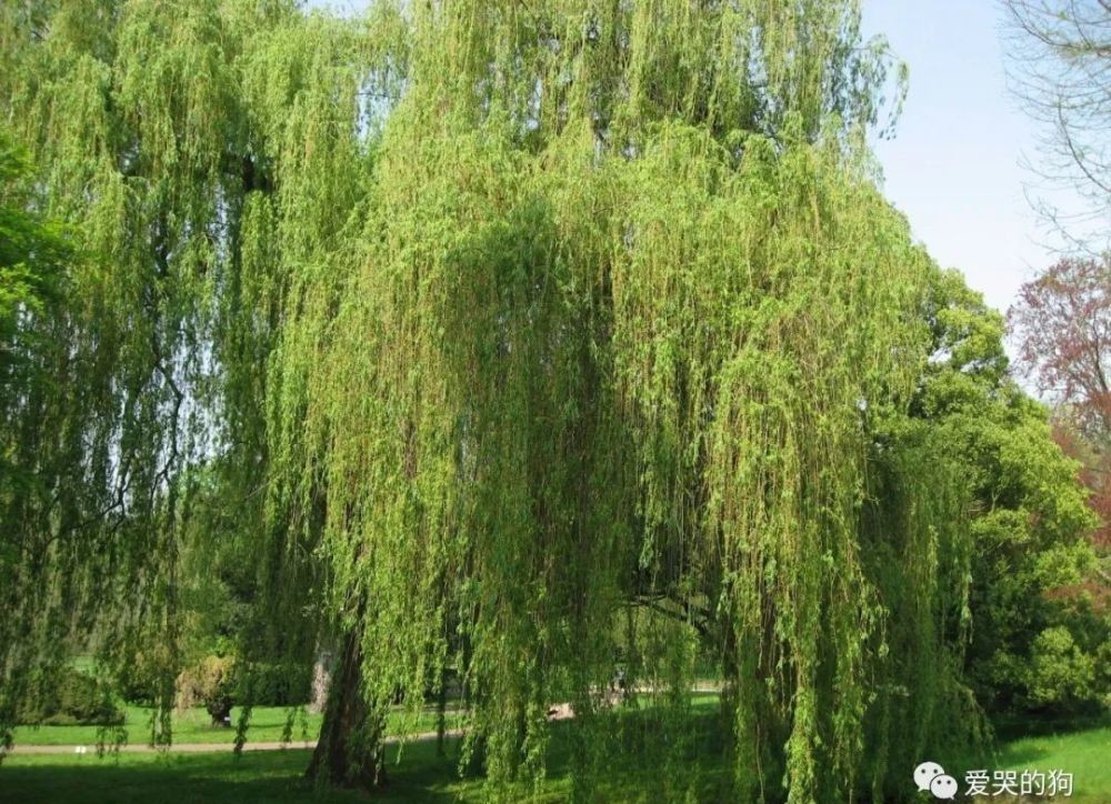 诗人|曾巩的咏物诗别具一格,这首经典的《咏柳》,每一句都有深意