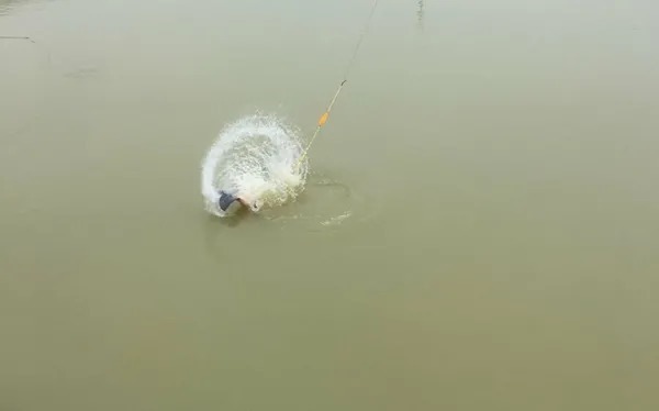 还在发愁上鱼慢?赶快试试这样用饵,方法简单,看完别再做错!