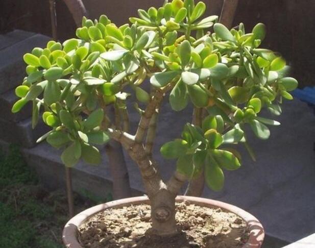 玉树|花市3种花,看似普通,大爷养几年,盆盆都“金贵”,10000