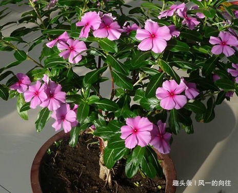 李大爷的养花秘籍！放上这三种东西，不管养什么都能轻松爆满盆