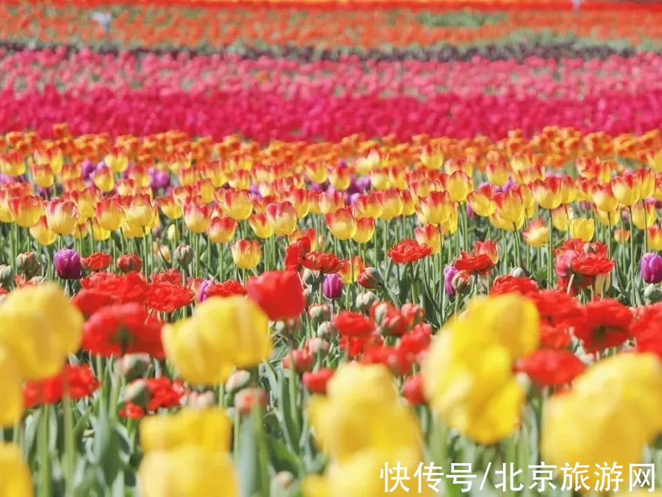 十渡|春已至,花绽放!这份房山赏花攻略请查收!