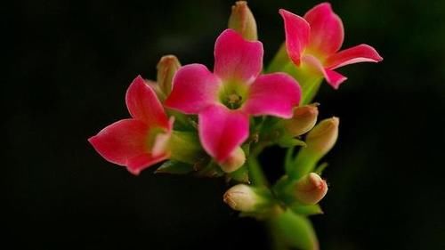 扦插的长寿花叶子已经长根但不发枝怎么处理?