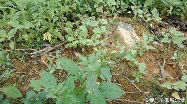 遇见|遇见“它”摘叶子就好,别拔根,因为它的根部作很大