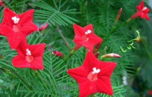 现在快买4种花,好养又漂亮,花姿妖娆,美极了