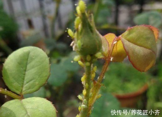 阳台上|如果你是封闭阳台,不要碰“3种花”,这个环境根本养不好