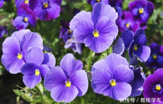 几种好看不起眼的小花,现在种刚好,一个夏天都开花!