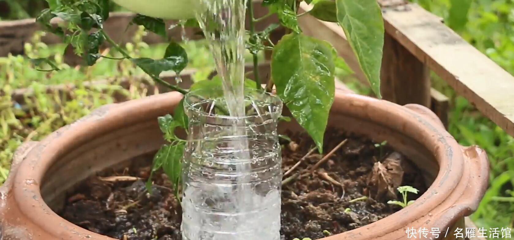 塑料瓶丢进花盆里,一整年都不用浇水了养花超棒,几乎没人晓得