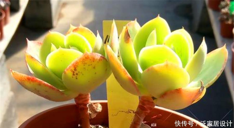 黄金碧桃冬天怎么养?紧抓3要点,不冻伤,晶莹剔透金黄亮丽