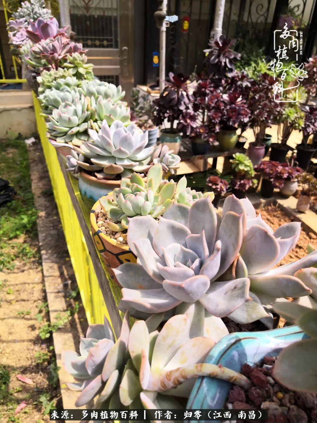 肉肉|人生转个弯,在小院遇见落入凡间的多肉小精灵!