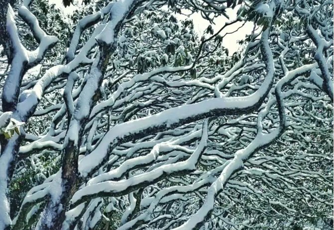 雾凇|绝了！天台冬季美景，宛如冰雪世界！一天看8小时都不够!