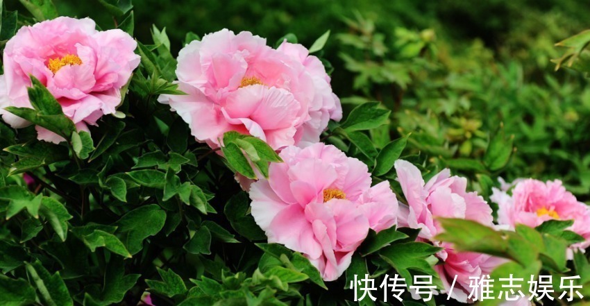 生肖|最“抠门”的四大生肖女,不舍得给自己花钱,对老公和孩子很慷慨