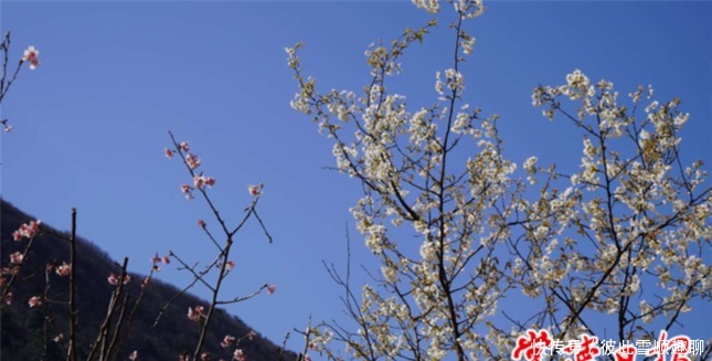 老年|春色撩人，临澧太浮山漫山樱花怒放美景“霸屏”