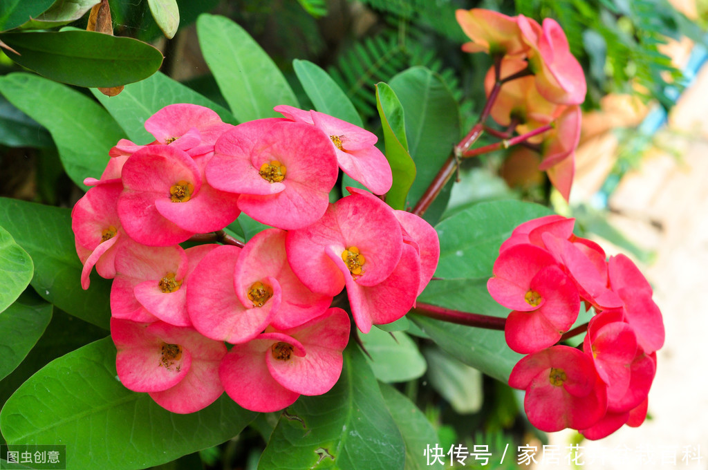 嫣然虎刺梅，朵朵绽芬菲，虎刺梅栽植技术浅析