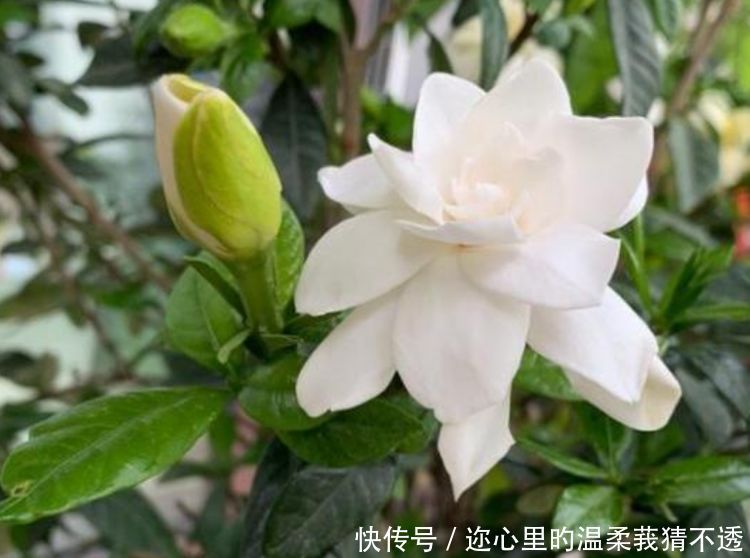 养花就养这几款,花朵小巧玲珑,越热花开越多,30天养成小花园