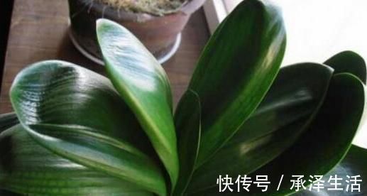 养分|养君子兰用这1物,长新叶、冒新芽很见效,仪态雍容长势佳