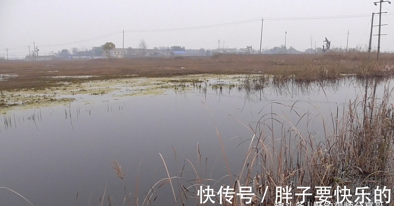 小黑哥|用图片说明,这种水草旁别打窝,打上窝子就离空军不远了