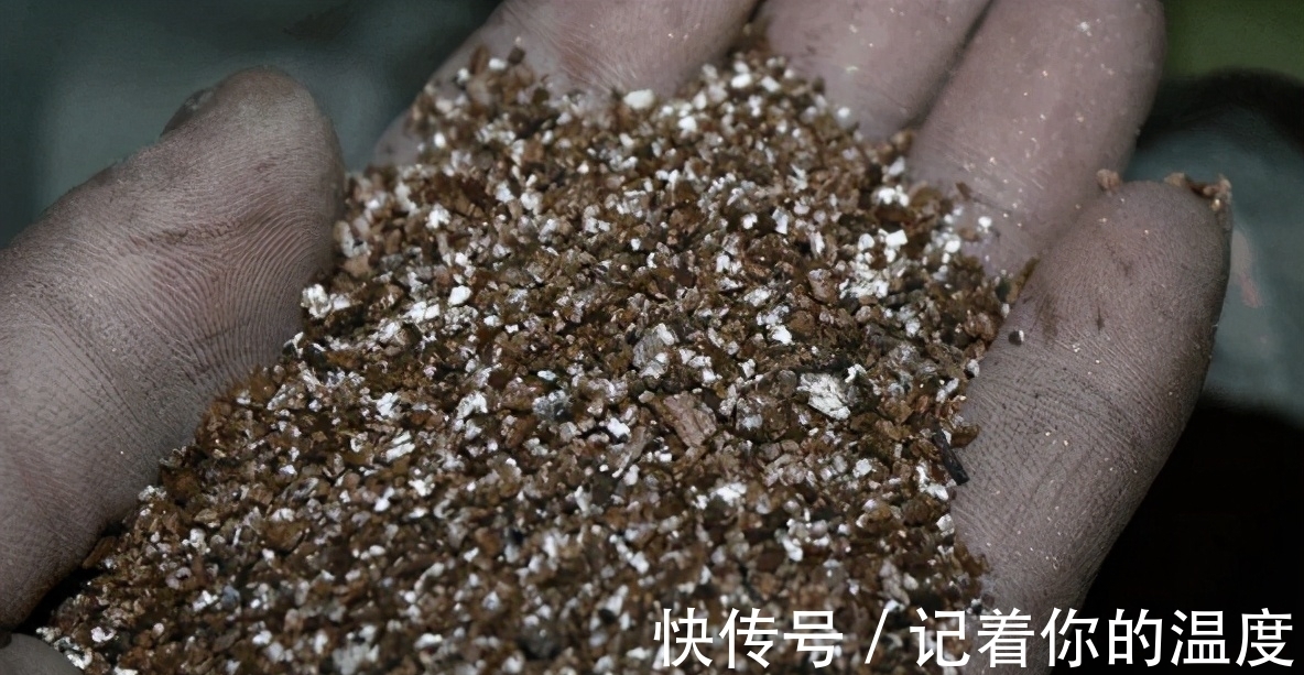 多肉叶子想长成小苗,为养花人,上盆前后要多提防“不当之举”